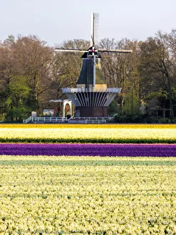Netherlands Prints: Netherlands, Lisse. Windmill in field of colorful tulips