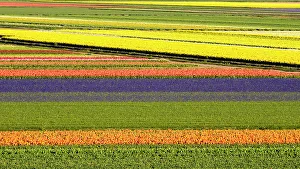 Netherland Prints: Netherlands, Noord Holland. Agricultural field of tulips