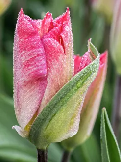 Netherland Prints: Netherlands, Noord Holland. Closeup of a pink variegated tulip