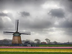 Images Dated 16th April 2016: Netherlands, Nord Holland. Tulip fields with traditional Dutch home
