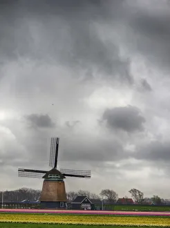 Mill Prints: Netherlands, Nord Holland. Tulip fields with traditional Dutch windmill