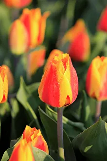 North Holland Prints: Netherlands, North Holland, Schagerbrug, Grote Sloot. Fields of tulips