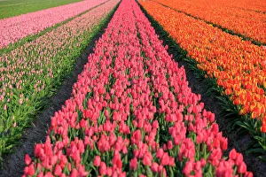 North Holland Prints: Netherlands, North Holland, Schagerbrug, Grote Sloot. Fields of tulips