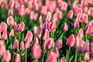 North Holland Prints: Netherlands, North Holland, Schagerbrug, Grote Sloot. Fields of tulips