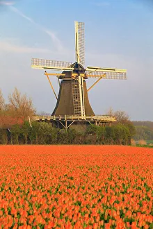 Rustic Prints: Netherlands, North Holland. Tulips in fields around Het Zand. Windmill in distance