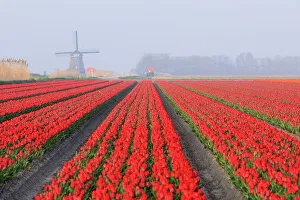North Holland Prints: Netherlands, North Holland. Tulips in fields around Het Zand. Windmill in distance