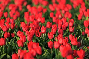 North Holland Prints: Netherlands, North Holland. Tulips in fields around Het Zand