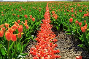 Multicolored Prints: Netherlands, Noth Holland. Callantsoog. Dutch tulips in field
