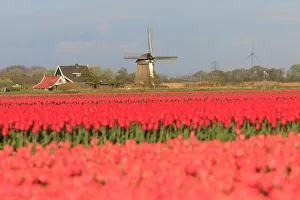 North Holland Prints: Netherlands, Noth Holland. Het Zand. Tulip fields. Windmill in background