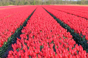 North Holland Prints: Netherlands, Noth Holland. Het Zand. Tulip fields