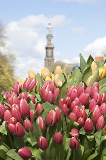 Images Dated 14th April 2008: Netherlands, South Holland, Amsterdam