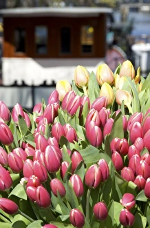 Images Dated 14th April 2008: Netherlands, South Holland, Amsterdam