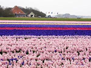 Images Dated 15th April 2016: Netherlands. Spring flower fields