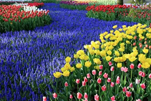 Multicolored Prints: Netherlands, Zuid Holland, Lisse