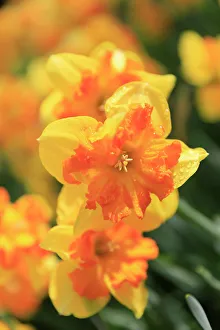 Netherland Prints: Netherlands, Zuid Holland, Lisse. Daffodil