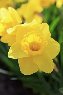 Netherland Prints: Netherlands, Zuid Holland, Lisse. Daffodil