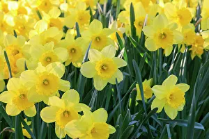 Netherland Prints: Netherlands, Zuid Holland, Lisse. Daffodils
