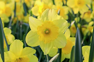 Netherland Prints: Netherlands, Zuid Holland, Lisse. Daffodils