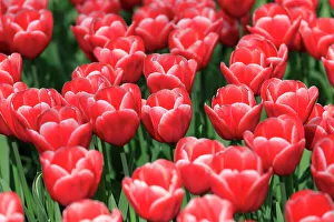 Netherland Prints: Netherlands, Zuid Holland, Lisse. Tulips