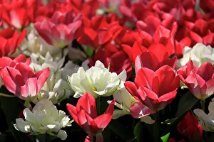 Netherland Prints: Netherlands, Zuid Holland, Lisse. Tulips