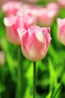 Netherland Prints: Netherlands, Zuid Holland, Lisse. Tulips