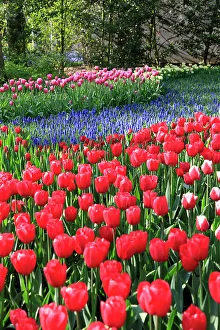 Multicolored Prints: Netherlands, Zuid Holland, Lisse. Tulips