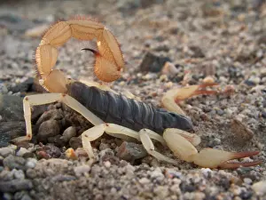 Aggression Prints: NEVADA. USA. Desert hairy scorpion (Hadrurus arizonensis). Great Basin