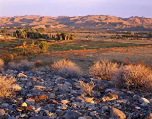 Bucolic Prints: Nevada. USA. Desert vegetation & stones above wetlands, pastures, & palm groves at sunrise