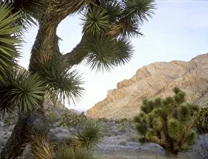 Images Dated 7th October 2010: NEVADA. USA. Joshua trees (Yucca brevifolia) & Lime Ridge at dawn. Lime Canyon Wilderness