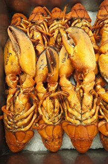Seafood Prints: New Brunswick, Canada. Lobster for sale in Alma