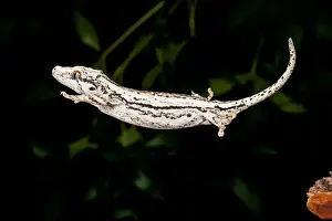 Vertebrate Prints: New Caledonia Gargoyle Gecko, Rhacodactylus auriculatus, Native to New Caledonia