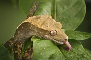 New Caledonian Crested Gecko drinking water Rhacodactylus ciliatus