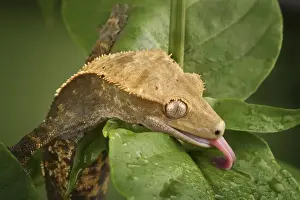 Lick Prints: New Caledonian Crested Gecko drinking water Rhacodactylus ciliatus