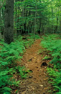Images Dated 27th March 2006: New Gloucester, ME Ferns border this trail in the forest behind the Sabbathday