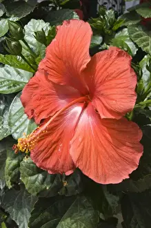 Madrid Prints: New Mexico, Madrid. Red hibiscus flower New Mexico