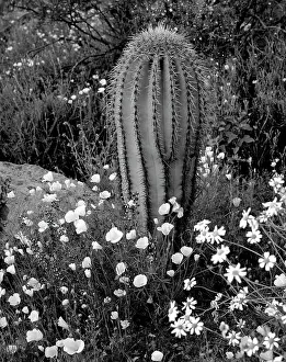 National Monument Prints: New Mexico. Mexican poppies, Arroyo lupine and saguaro cactus