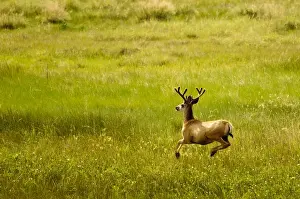 Southwestern Prints: New Mexico. Mule deer Maxwell National Wildlife Refuge, New Mexico
