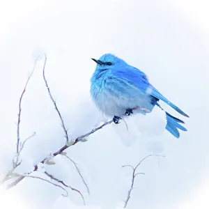 Janet Muir Prints: New Mexico. A portrait of a Mountain Bluebird on a branch in the snow