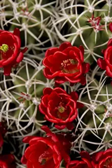 Thorn Prints: New Mexico, United States. Claret cup cactus in bloom