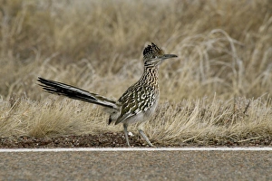 Roadrunner Prints: New Mexico, United States. State bird, the elusive roadrunner