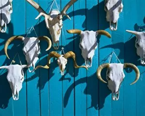 NEW MEXICO. USA. Big wall o skulls for sale near Taos