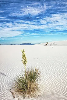Gypsum Prints: New Mexico's White Sands National Park