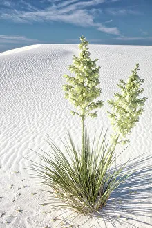 Gypsum Prints: New Mexico's White Sands National Park