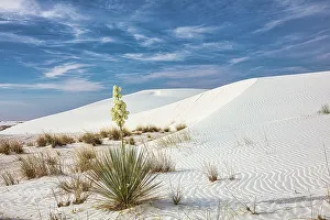 Gypsum Prints: New Mexico's White Sands National Park
