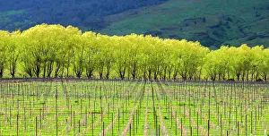 Images Dated 6th April 2023: New orchard planted with new trees and a backdrop of trees