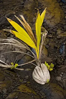 Coconut Prints: A new palm grows from a coconut embedded in Pahoehoe lava in Volcanoes NP on