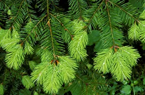 Russ Bishop Prints: New spring growth on an evergreen branch, Olympic National Park, Washington State, USA