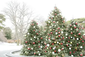 Décor Prints: New York City, New York, USA. Christmas trees in the Botanical Garden