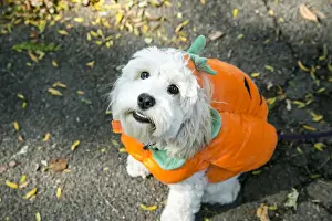 New York City, New York, USA. Pet Halloween contest at Thompkins Square Park