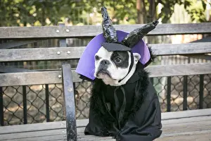Images Dated 25th October 2014: New York City, New York, USA. Pet Halloween contest at Thompkins Square Park